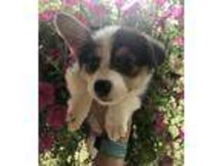 Pembroke Welsh Corgi Puppy for sale in Tenino, WA, USA