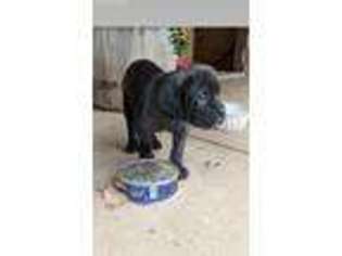 Cane Corso Puppy for sale in Ephrata, PA, USA