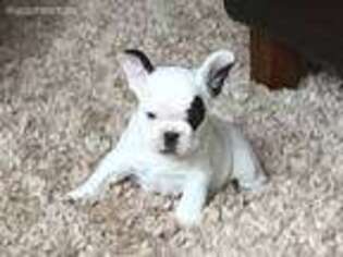French Bulldog Puppy for sale in Glenwood City, WI, USA