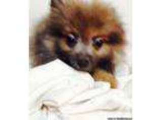 Pomeranian Puppy for sale in LOVELAND, CO, USA