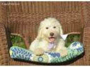 Labradoodle Puppy for sale in Foley, AL, USA