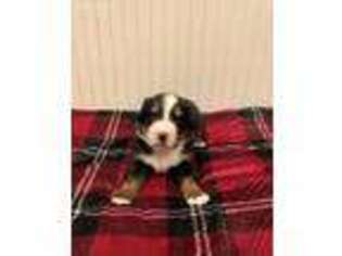 Bernese Mountain Dog Puppy for sale in Atlanta, IN, USA