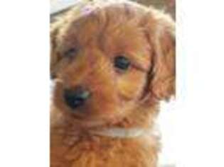 Goldendoodle Puppy for sale in Watertown, MN, USA