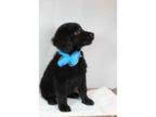 Labradoodle Puppy for sale in Fletcher, OK, USA