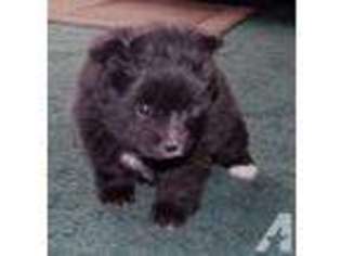 Pomeranian Puppy for sale in BURNETTSVILLE, IN, USA