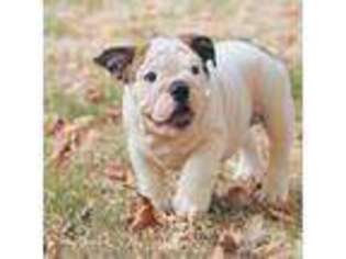 Bulldog Puppy for sale in Belleville, NJ, USA