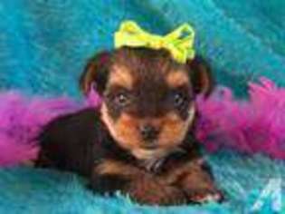 Yorkshire Terrier Puppy for sale in BISHOPVILLE, SC, USA