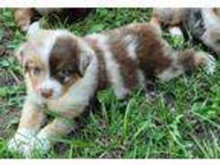 Miniature Australian Shepherd Puppy for sale in Cassville, MO, USA