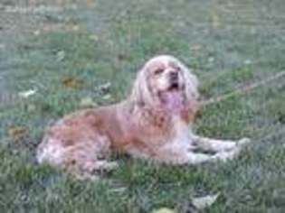 Cocker Spaniel Puppy for sale in Holmesville, OH, USA