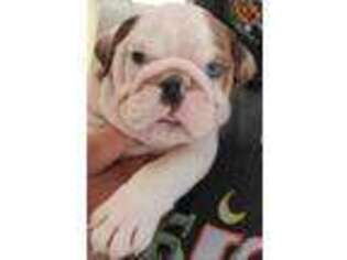 Bulldog Puppy for sale in Gaithersburg, MD, USA