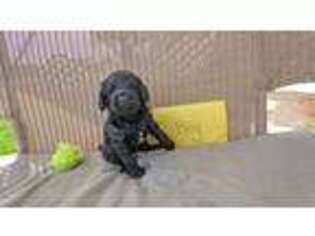Goldendoodle Puppy for sale in Walla Walla, WA, USA
