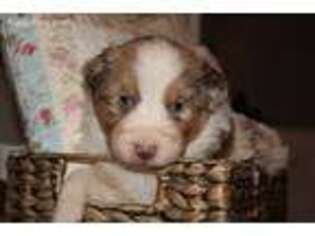Australian Shepherd Puppy for sale in Bainbridge, OH, USA
