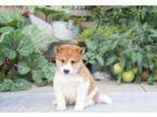 Shiba Inu Puppy for sale in Sharon, MA, USA