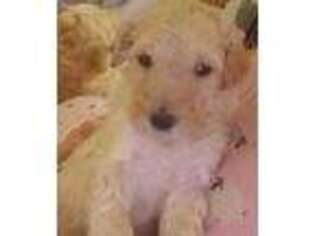 Mutt Puppy for sale in Purvis, MS, USA