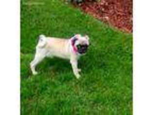 Pug Puppy for sale in Canton, OH, USA
