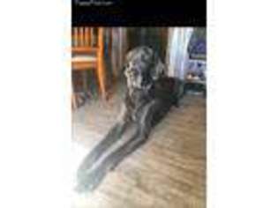 Great Dane Puppy for sale in Larned, KS, USA