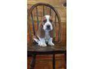 Basset Hound Puppy for sale in Amherst, VA, USA