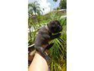 French Bulldog Puppy for sale in Port Richey, FL, USA