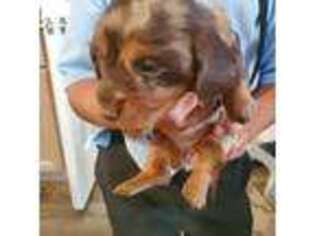 Dachshund Puppy for sale in Decatur, IL, USA