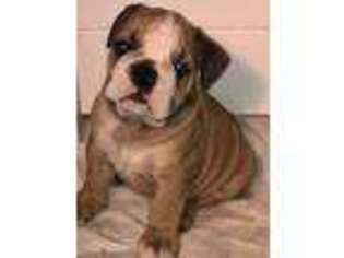 Bulldog Puppy for sale in Fort Wayne, IN, USA