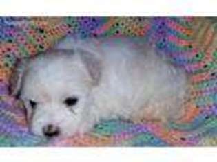 Maltese Puppy for sale in Anderson, AL, USA