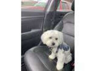 Maltese Puppy for sale in Snellville, GA, USA