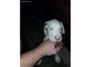 Great Dane Puppy for sale in East Palestine, OH, USA