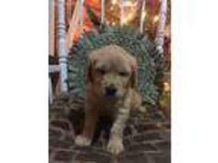 Golden Retriever Puppy for sale in Dallas, WI, USA