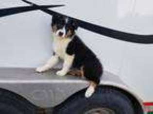 Australian Shepherd Puppy for sale in Clio, IA, USA