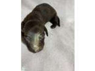 Dachshund Puppy for sale in Chattanooga, TN, USA