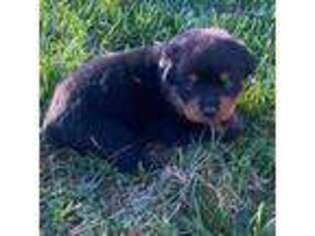 Rottweiler Puppy for sale in Philadelphia, PA, USA