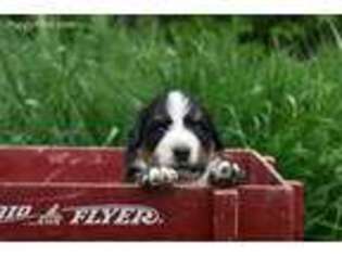 Bernese Mountain Dog Puppy for sale in Bringhurst, IN, USA