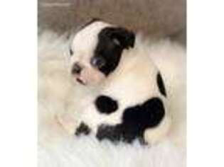 Boston Terrier Puppy for sale in Kinston, NC, USA