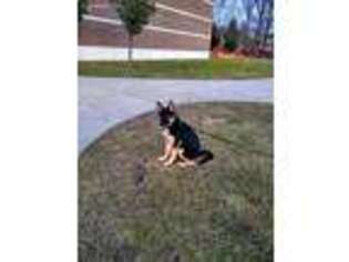 German Shepherd Dog Puppy for sale in Bridgeport, CT, USA