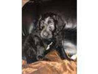 Labradoodle Puppy for sale in Blue Ridge, TX, USA