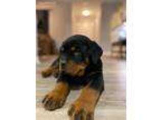 Rottweiler Puppy for sale in Notre Dame, IN, USA