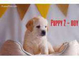 Labrador Retriever Puppy for sale in Covington, LA, USA