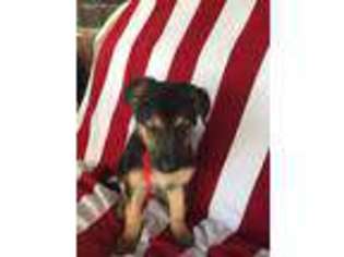 German Shepherd Dog Puppy for sale in Justin, TX, USA