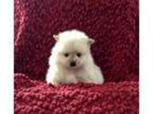 Pomeranian Puppy for sale in Silverton, OR, USA