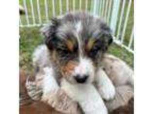 Australian Shepherd Puppy for sale in Lyons, GA, USA