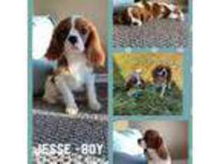 Cavalier King Charles Spaniel Puppy for sale in Ulen, MN, USA