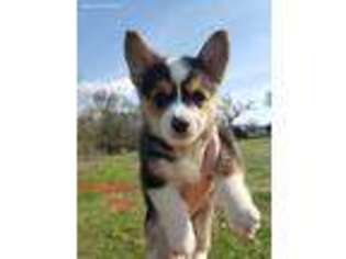 Pembroke Welsh Corgi Puppy for sale in Wills Point, TX, USA