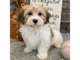 Havanese Puppy for sale in Shipshewana, IN, USA