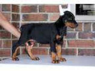 Doberman Pinscher Puppy for sale in Springfield, MO, USA