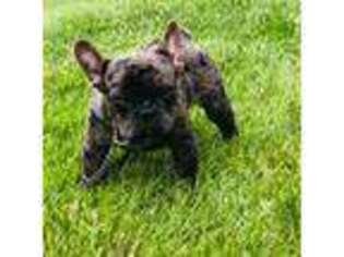 French Bulldog Puppy for sale in Peyton, CO, USA