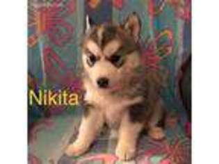 Siberian Husky Puppy for sale in Dodge City, KS, USA