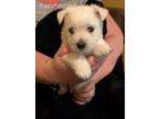 West Highland White Terrier Puppy for sale in Dallas, TX, USA