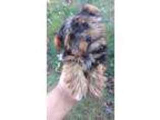 Yorkshire Terrier Puppy for sale in Medford, NY, USA