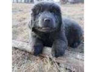 Newfoundland Puppy for sale in Whitefish, MT, USA