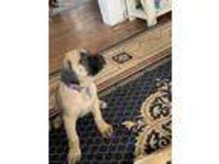 Mastiff Puppy for sale in Palmyra, NJ, USA
